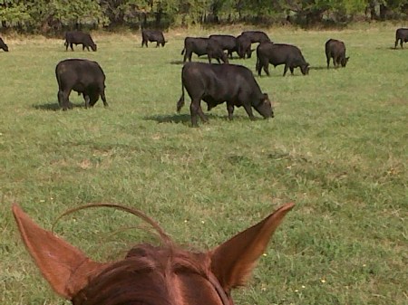 Little Bug checks out the beef