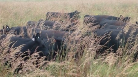 Now thats Tall Grass!