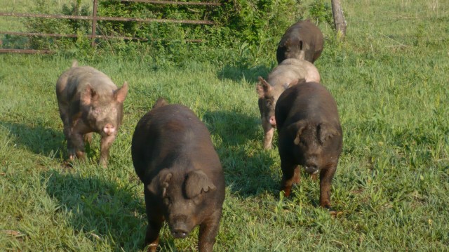 Lucky Star Farms photo 5